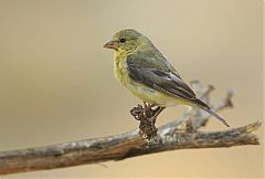 Lesser Goldfinch